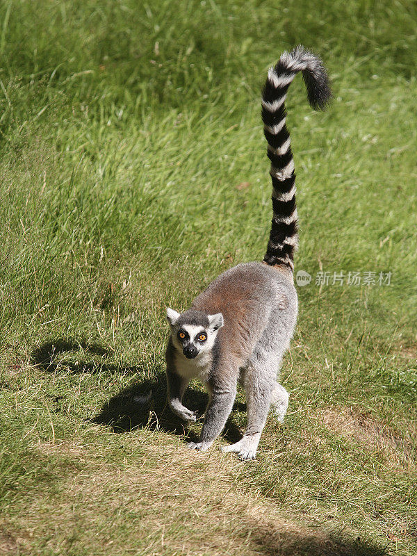 Ring-tailed Lemur